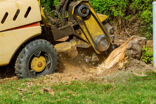 Tree Care Services