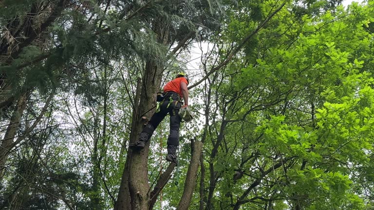 How Our Tree Care Process Works  in  Jericho, NY