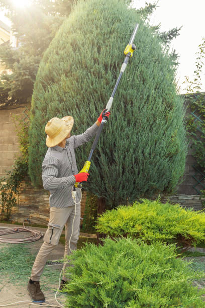 Reliable Jericho, NY Tree Care Services Solutions